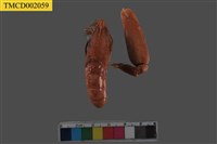 藏品(槍蝦屬)的圖片